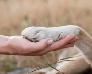 amizade-entre-humano-e-animal