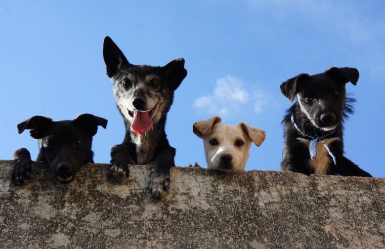 Adoção de animais é um ato de amor e responsabilidade