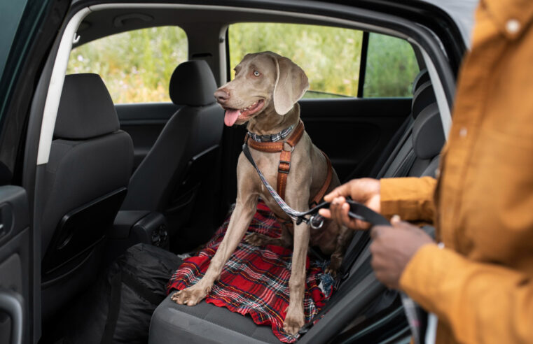 Como transportar o pet com segurança no carro?