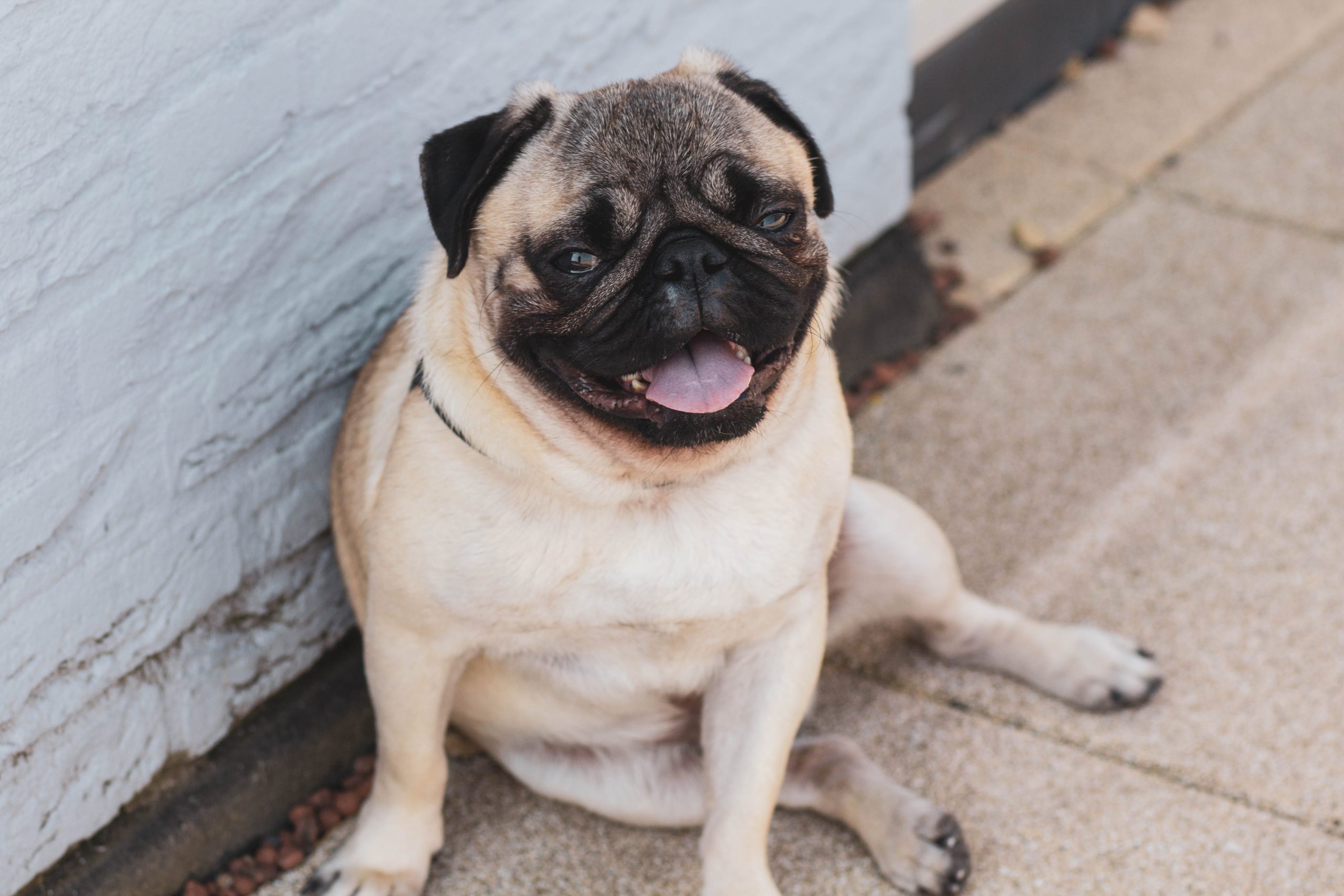 Pets também podem desenvolver transtornos mentais e emocionais