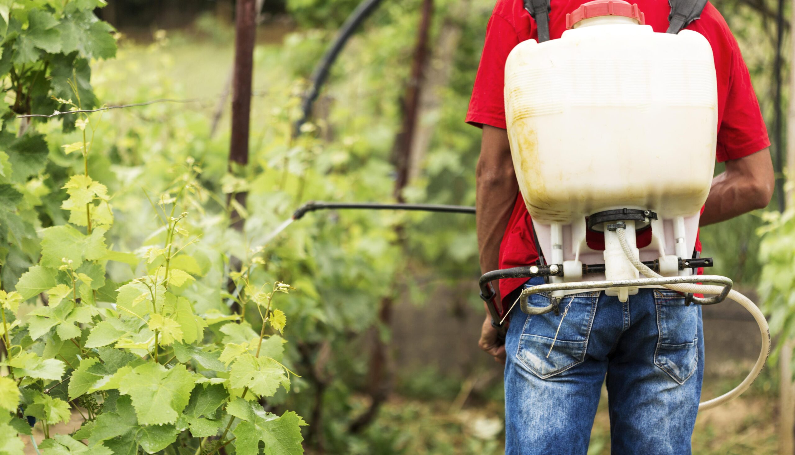 Exposição a agrotóxicos ameaça saúde de trabalhadores rurais