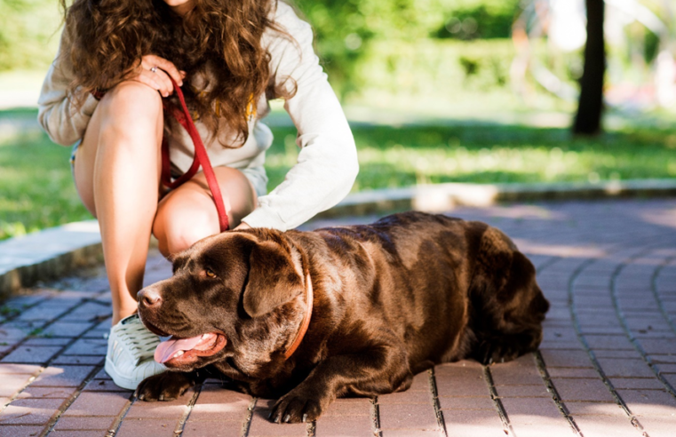 Como manter seu pet saudável em dias de calor e baixa umidade