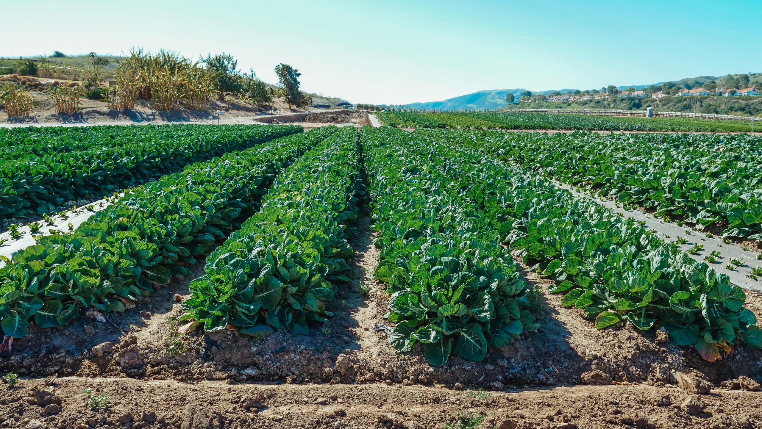 Mudanças climáticas aumentam o custo dos alimentos