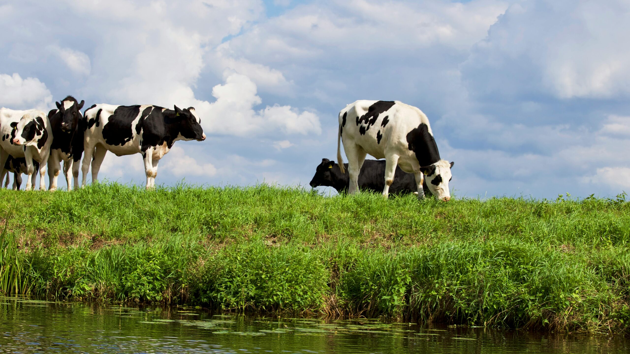 ONGs europeias pedem investigação de empresas de carne no Brasil