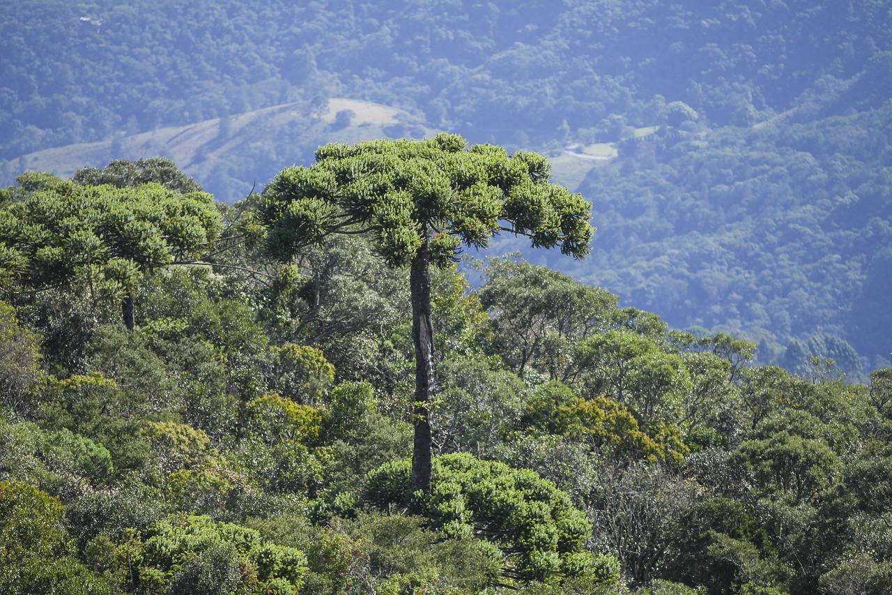 Araucária perderá pelo menos 70% de área de distribuição até 2050, aponta projeção