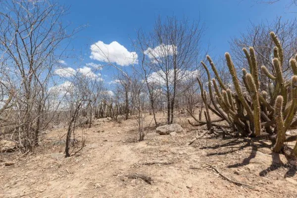 Restauração de 15 mil hectares no Ceará pode salvar fontes hídricas e gerar emprego