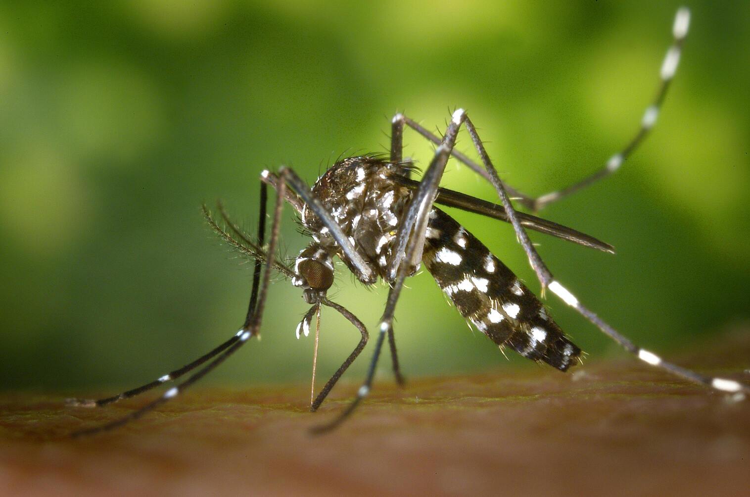 Febre amarela aumenta no Brasil e acende alerta de autoridades