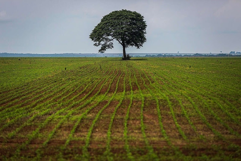 Agro é o setor que mais perde dinheiro com eventos climáticos na Amazônia