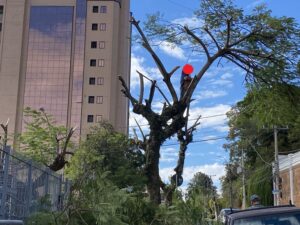 CRIME AMBIENTAL: Poda criminosa em árvores de 25 anos no RS